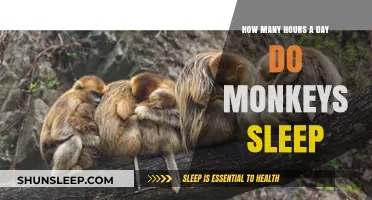 Unveiling the Sleep Secrets of Monkeys: A Primate's Restful Routine