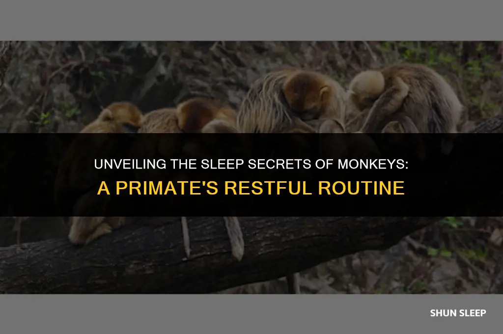 how many hours a day do monkeys sleep