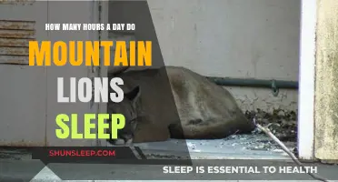 Unveiling the Slumber Secrets of Mountain Lions: A Daily Rest Analysis