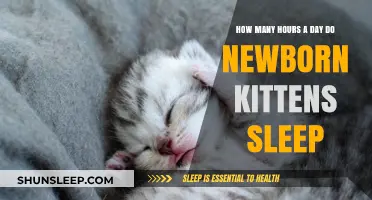 Understanding Newborn Kitten Sleep Patterns: A Comprehensive Guide