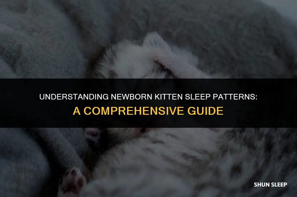 how many hours a day do newborn kittens sleep