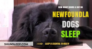 Understanding the Sleep Patterns of Newfoundland Dogs: A Comprehensive Guide
