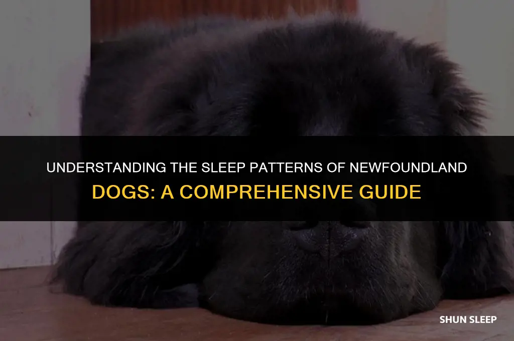 how many hours a day do newfoundland dogs sleep