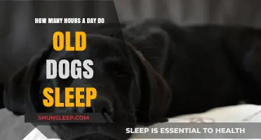 Understanding Canine Rest: How Much Sleep Do Senior Dogs Need?