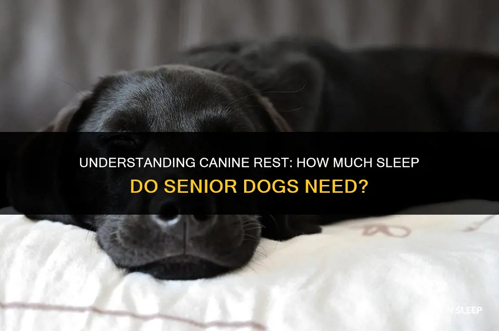 how many hours a day do old dogs sleep