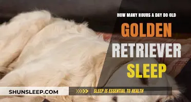 Golden Slumbers: Understanding the Sleep Patterns of Senior Retrievers