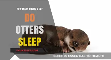 Unveiling the Secrets of Otter Slumber: A Comprehensive Guide