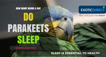 Parakeet Snooze: Unraveling the Mystery of Their Daily Slumber