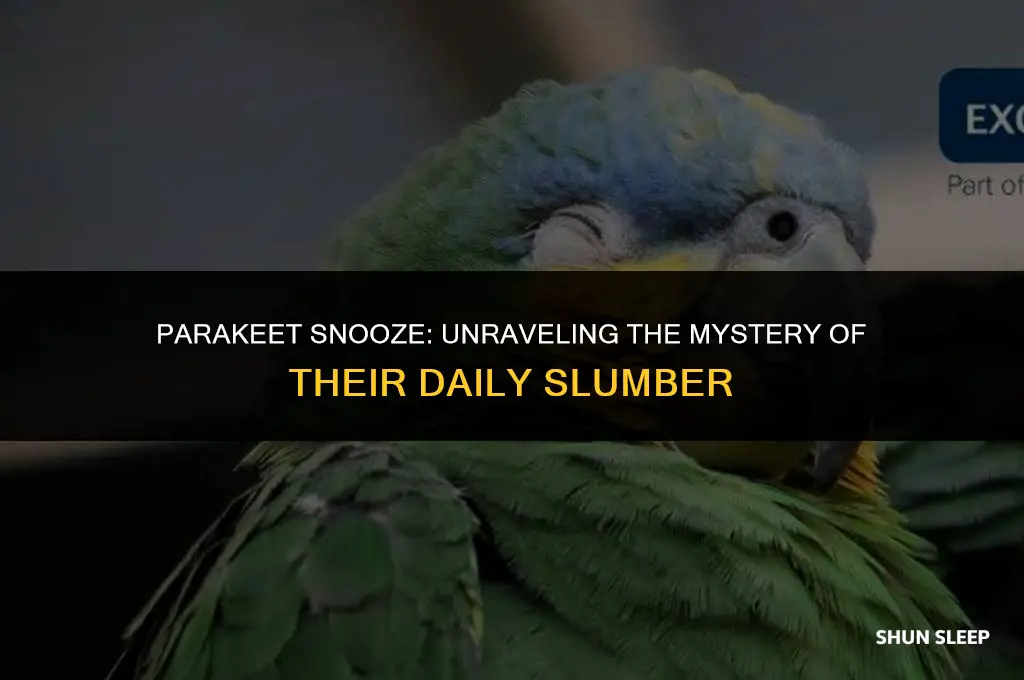 how many hours a day do parakeets sleep