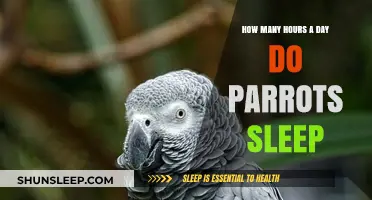 Parrot Slumber: Unraveling the Mystery of Their Daily Rest