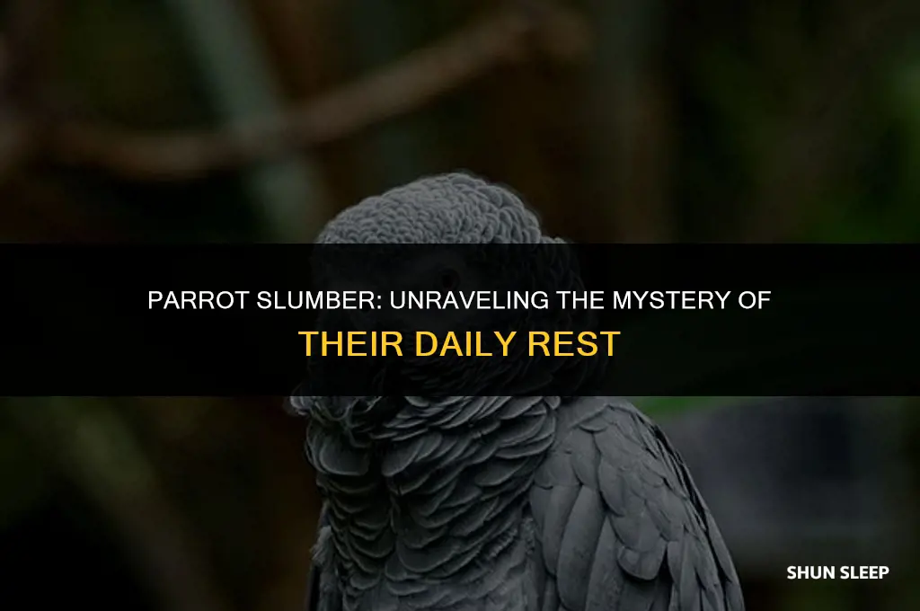 how many hours a day do parrots sleep