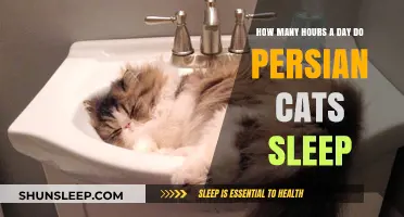 Understanding Persian Cat Sleep Patterns: A Comprehensive Guide