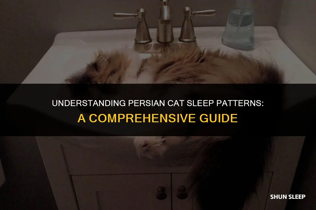how many hours a day do persian cats sleep