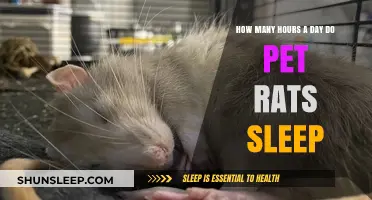 Understanding Pet Rat Sleep Patterns: A Comprehensive Guide