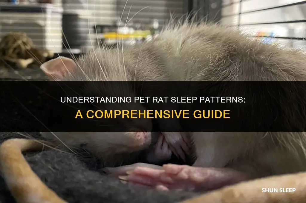 how many hours a day do pet rats sleep