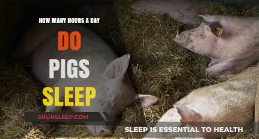 Understanding Swine Slumber: A Guide to Pig Sleeping Habits