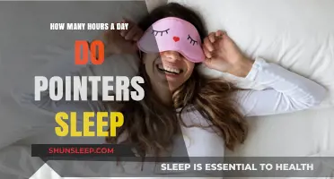 Unveiling the Restful Habits of Pointers: A Canine Sleep Study