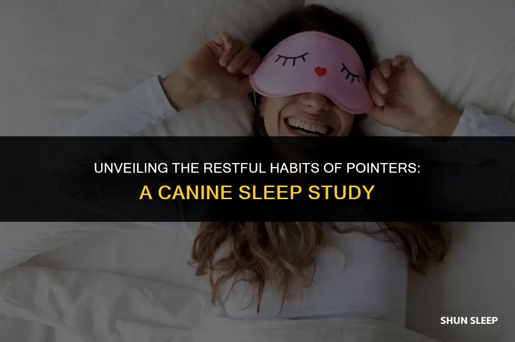 how many hours a day do pointers sleep