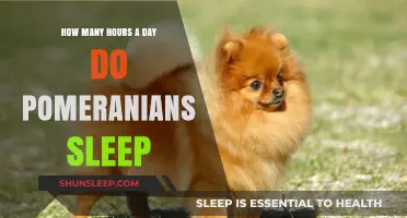 Pomeranian Snooze Time: Unraveling the Mystery of Their Daily Slumber