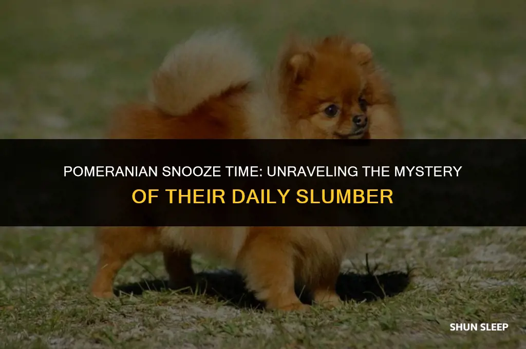 how many hours a day do pomeranians sleep