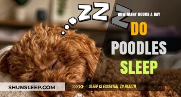 Understanding Poodle Sleep Patterns: A Comprehensive Guide