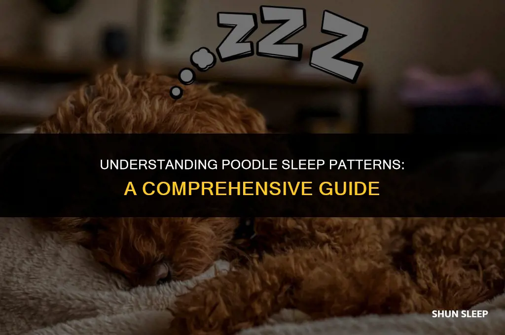 how many hours a day do poodles sleep