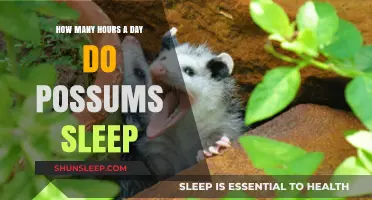 Unveiling the Slumber Secrets of Possums: A Daily Dose of Rest