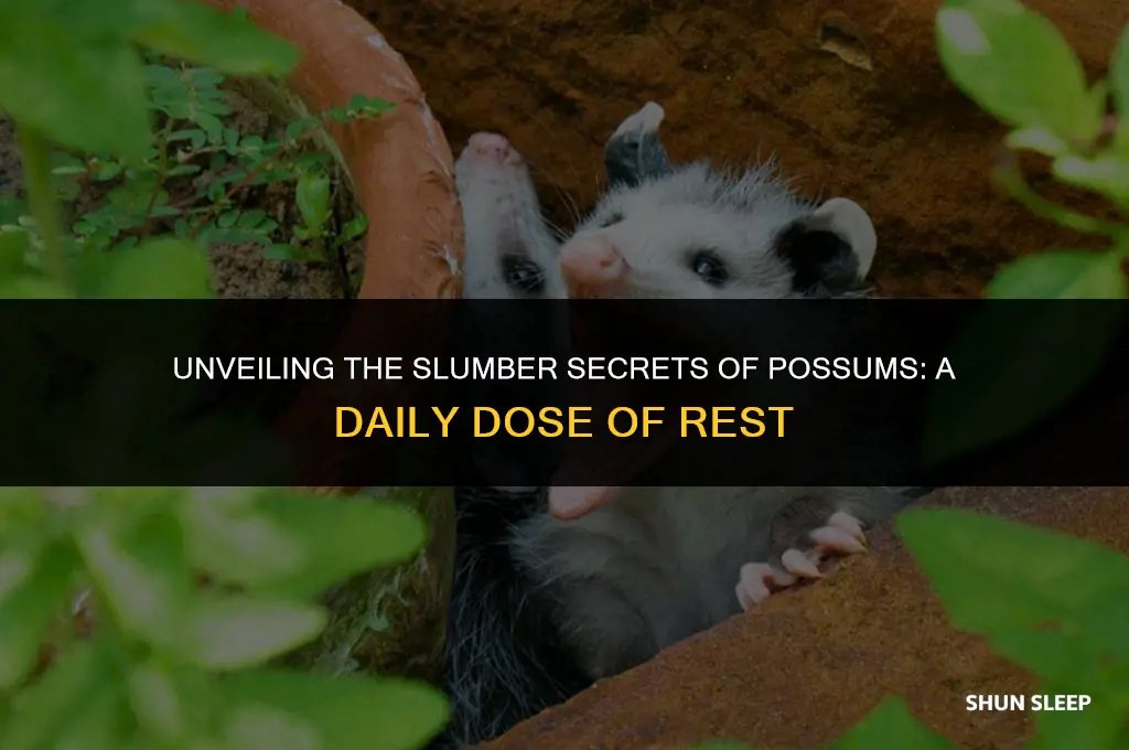 how many hours a day do possums sleep