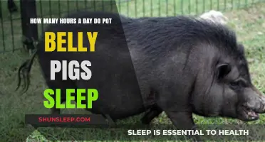 Understanding Pot Belly Pig Sleep Patterns: A Comprehensive Guide