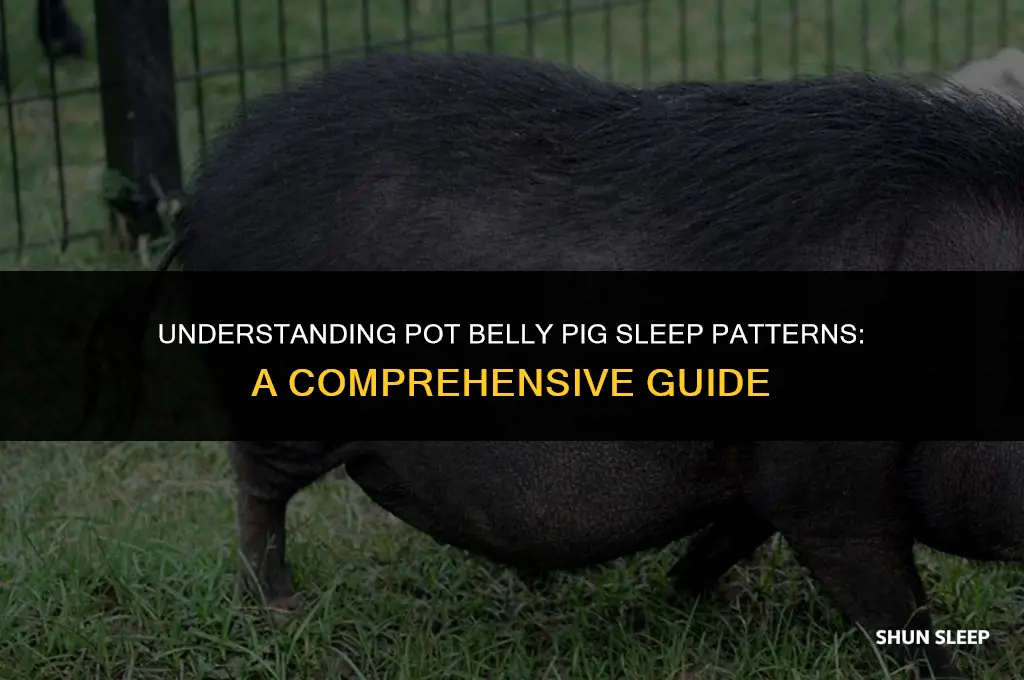 how many hours a day do pot belly pigs sleep