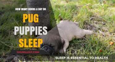 Pug Puppy Slumber: Unraveling the Mysteries of Their Daily Sleep Habits