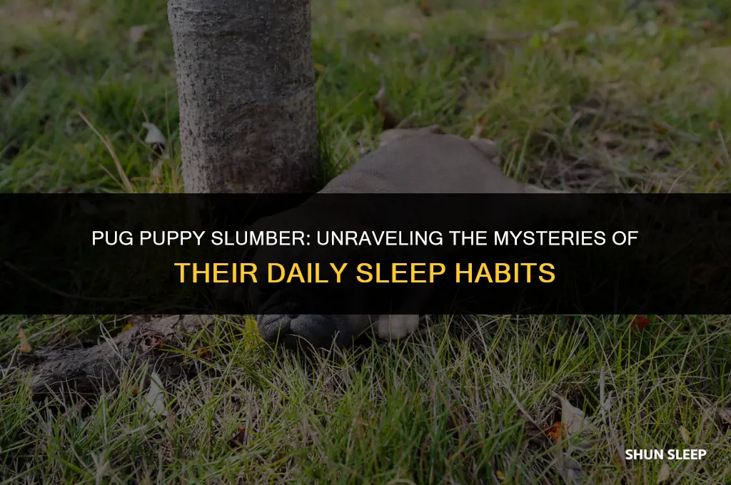 how many hours a day do pug puppies sleep