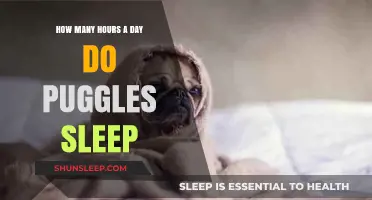 Puggle Snooze: Unraveling the Mysteries of Their Daily Slumber