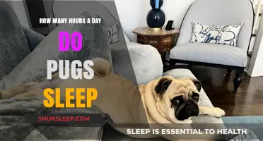 Pug Snooze Patterns: Unraveling the Mystery of Their Daily Slumber