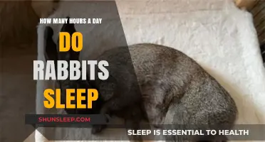 Understanding Rabbit Slumber: A Guide to Their Daily Rest Patterns