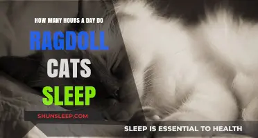 Understanding Ragdoll Cats' Sleep Patterns: A Comprehensive Guide