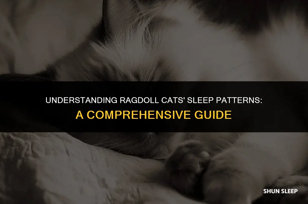 how many hours a day do ragdoll cats sleep