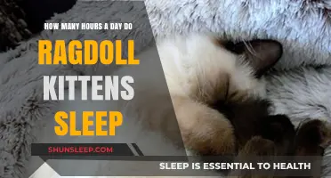 Understanding Ragdoll Kitten Sleep Patterns: A Comprehensive Guide