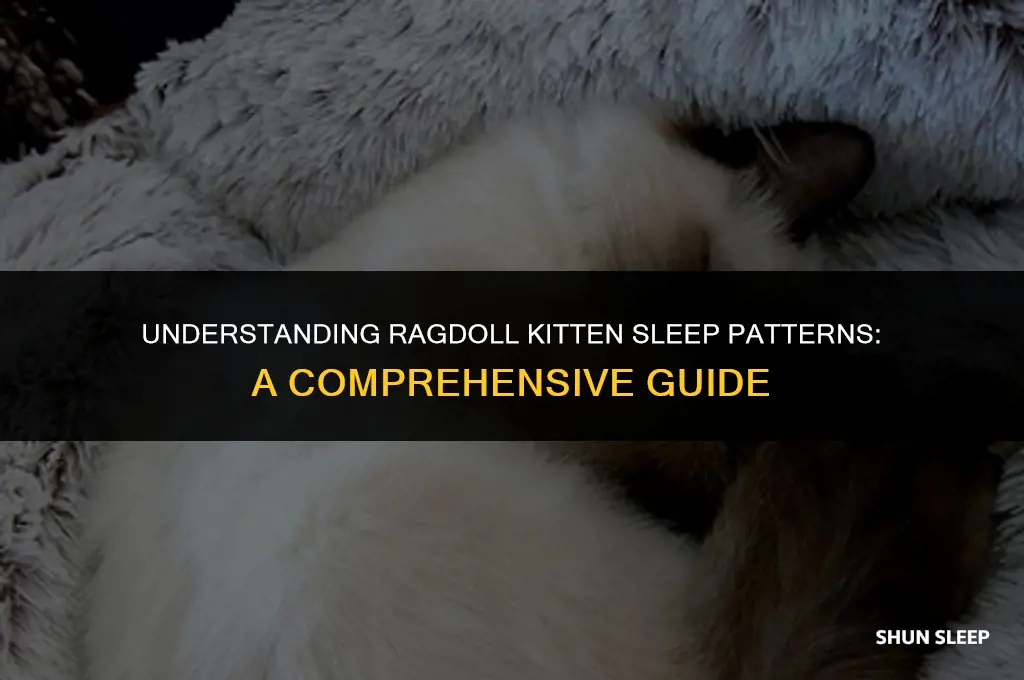 how many hours a day do ragdoll kittens sleep