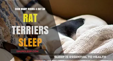 Understanding Rat Terrier Sleep Patterns: A Comprehensive Guide