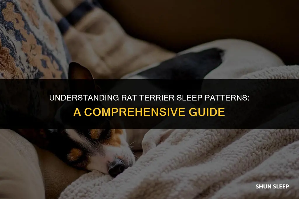 how many hours a day do rat terriers sleep