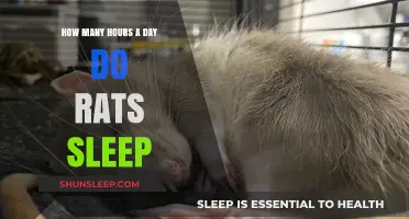 Unveiling the Sleep Secrets of Rats: A Comprehensive Guide
