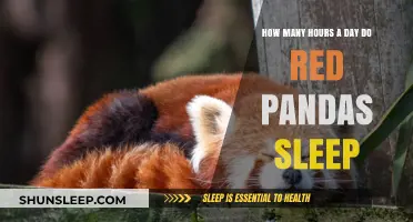 Unveiling the Slumber Secrets of Red Pandas: A Daily Dose of Snooze