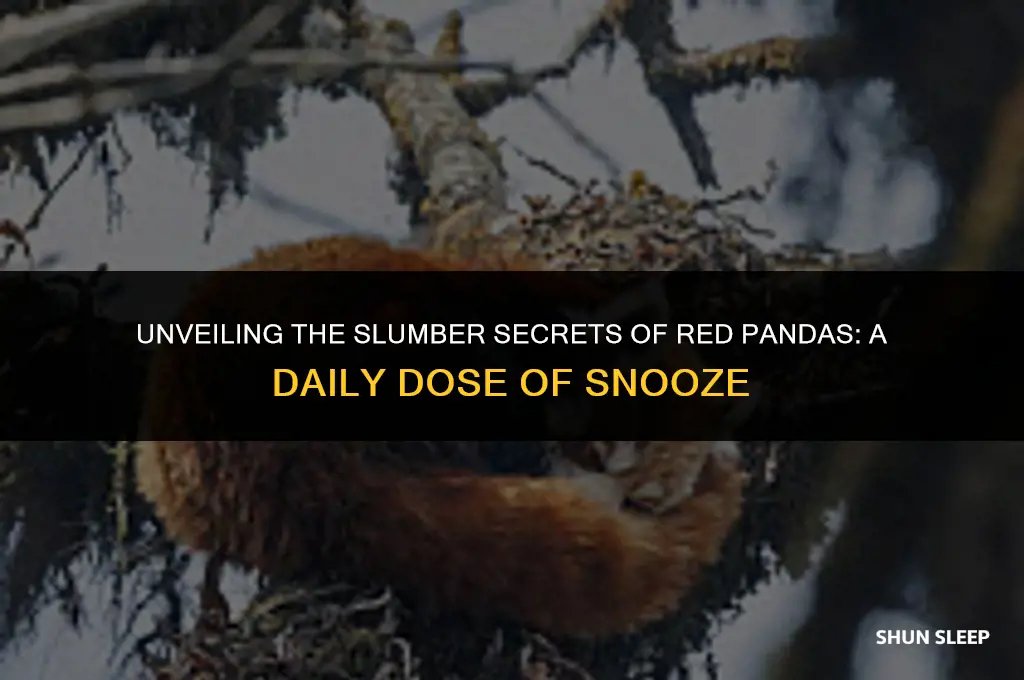 how many hours a day do red pandas sleep