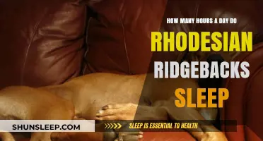 Understanding the Sleep Patterns of Rhodesian Ridgebacks: A Comprehensive Guide