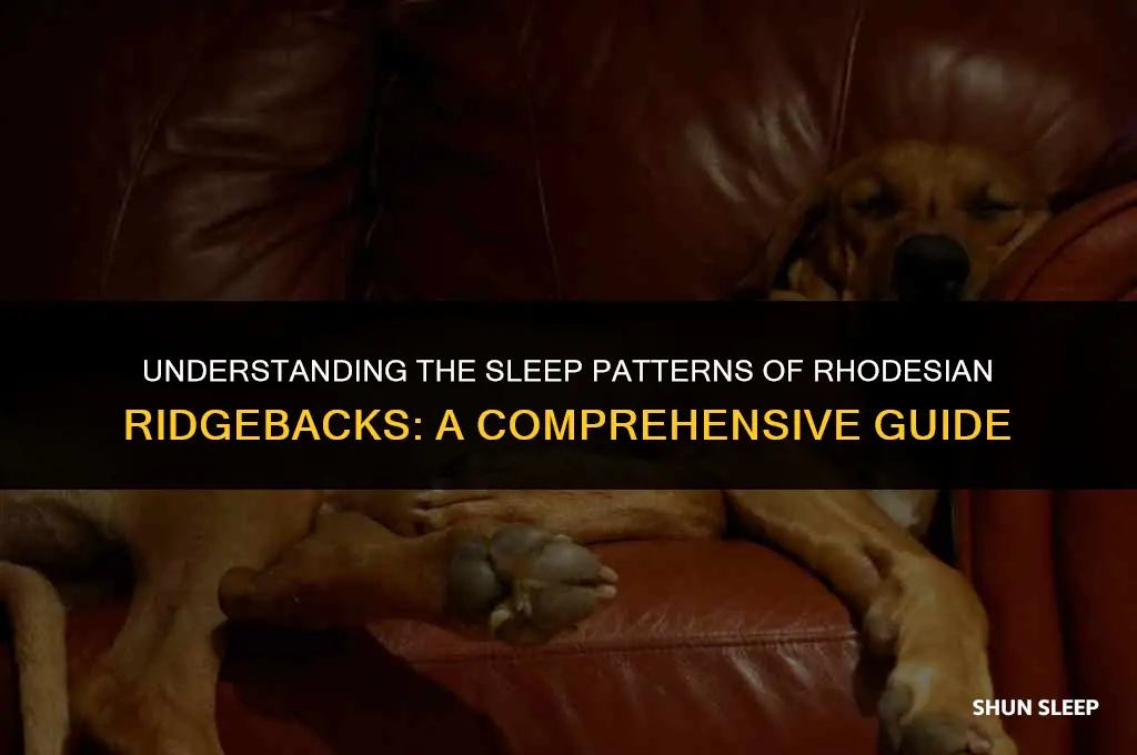 how many hours a day do rhodesian ridgebacks sleep