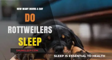 Understanding Rottweiler Sleep Patterns: A Comprehensive Guide
