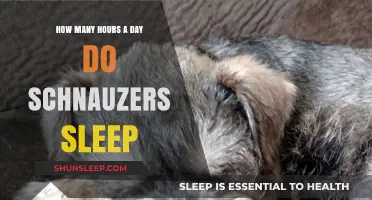 Understanding Schnauzer Sleep Patterns: A Comprehensive Guide