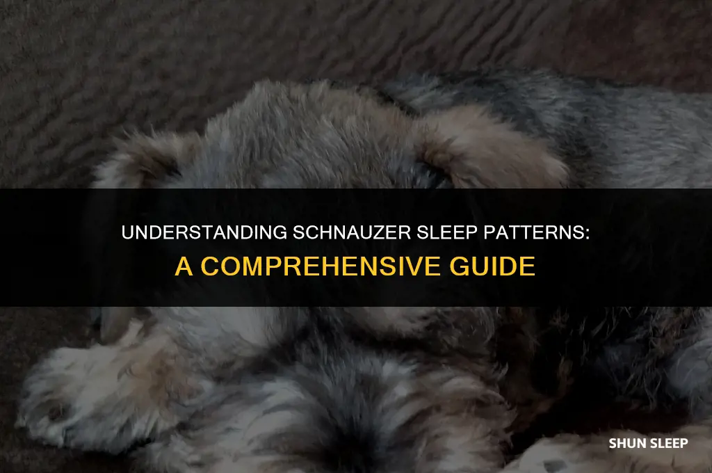how many hours a day do schnauzers sleep