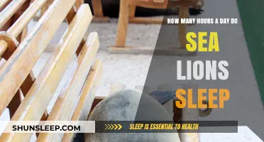 Unveiling the Secrets of Sea Lion Slumber: A Daily Dose of Rest